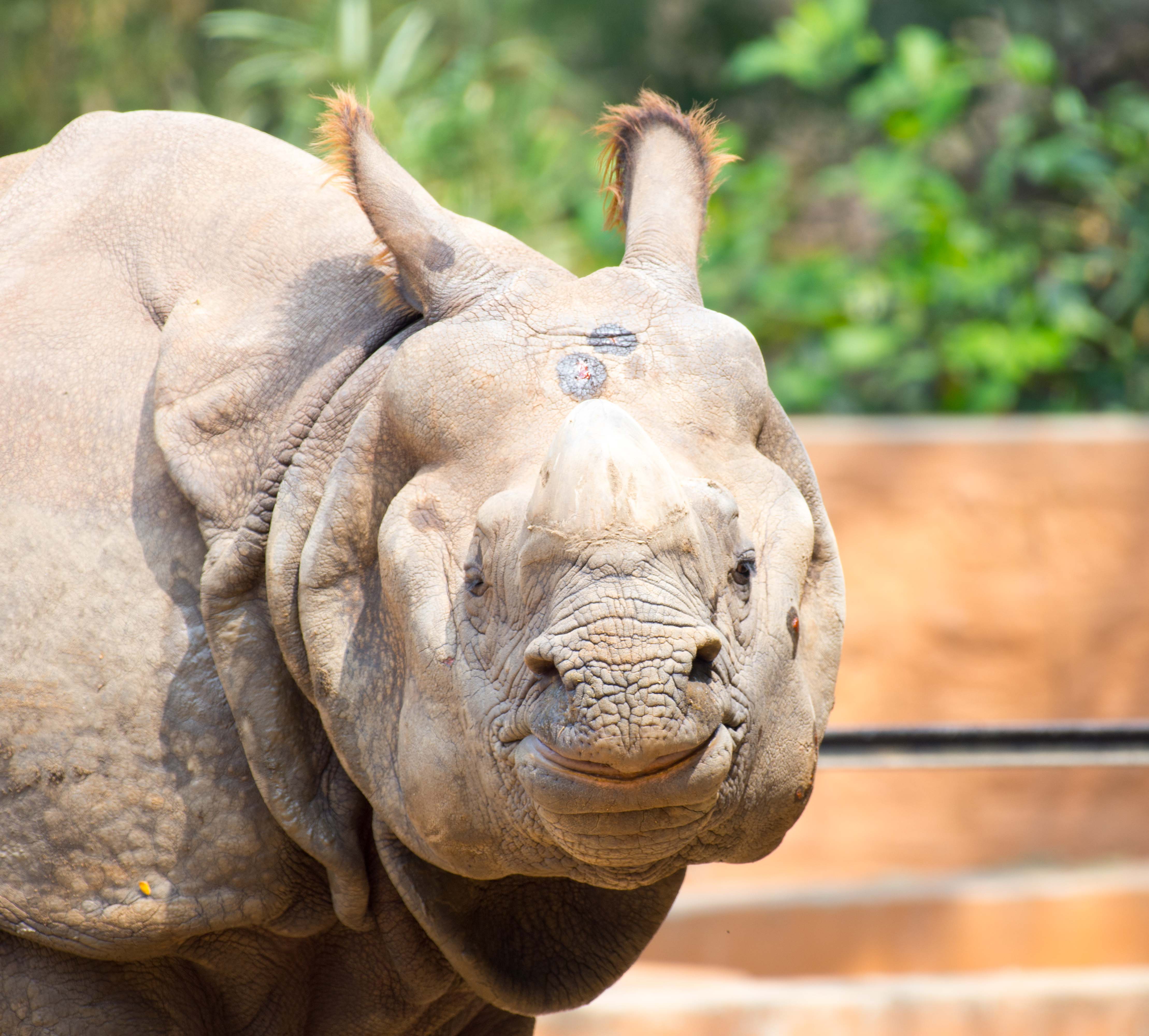 One Horned Rhino
